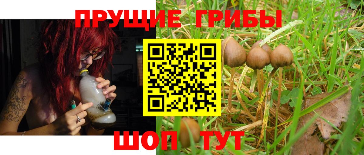 Псилоцибиновые грибы GOLDEN TEACHER Удомля